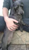pretinha