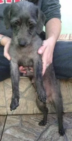 Cachorro ra a Poodle idade  nome pretinha