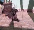 pretinha