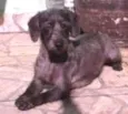 pretinha