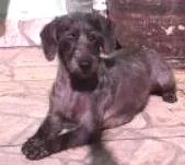 Cachorro raça Poodle idade  nome pretinha