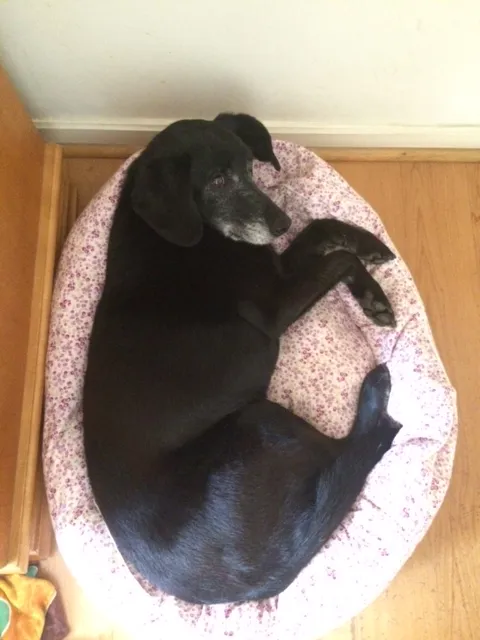 Cachorro ra a SRD idade 6 ou mais anos nome Preta