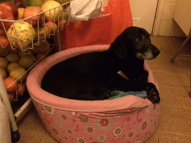 Cachorro ra a SRD idade 6 ou mais anos nome Preta