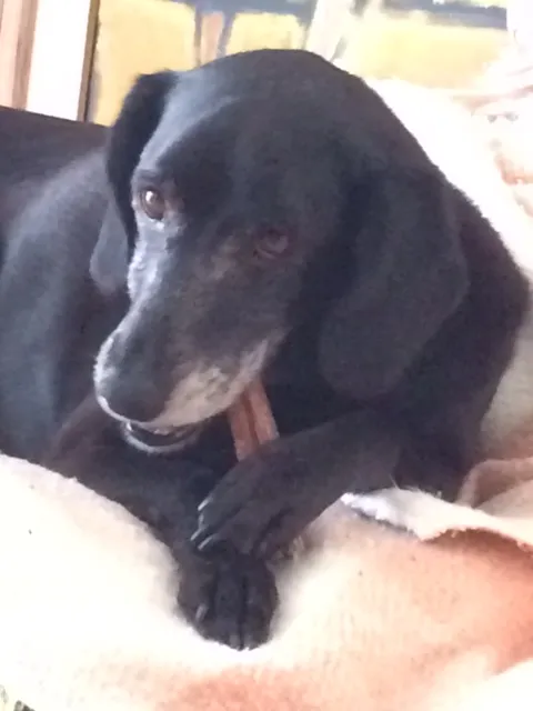 Cachorro ra a SRD idade 6 ou mais anos nome Preta