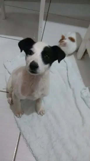 Cachorro ra a SRD idade 2 a 6 meses nome Pandora 