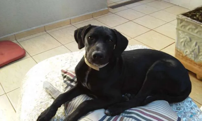 Cachorro ra a SRD idade 2 a 6 meses nome Peppa
