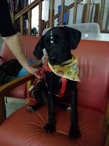 Cachorro ra a SRD idade 2 a 6 meses nome Peppa