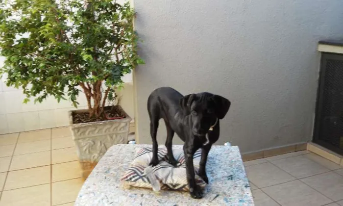 Cachorro ra a SRD idade 2 a 6 meses nome Peppa