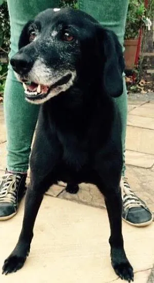 Cachorro ra a SRD idade 6 ou mais anos nome Preta