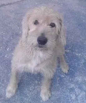 Cachorro raça  idade 6 ou mais anos nome duke GRATIFICA