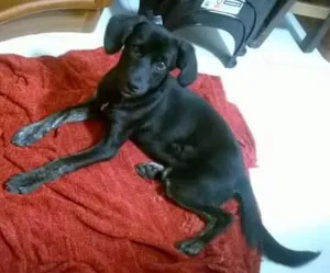 Cachorro raça SRD idade 7 a 11 meses nome Pretinha