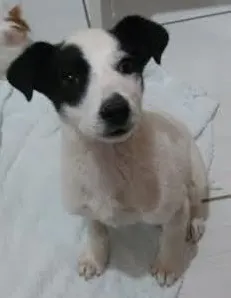 Cachorro raça SRD idade 2 a 6 meses nome Pandora 