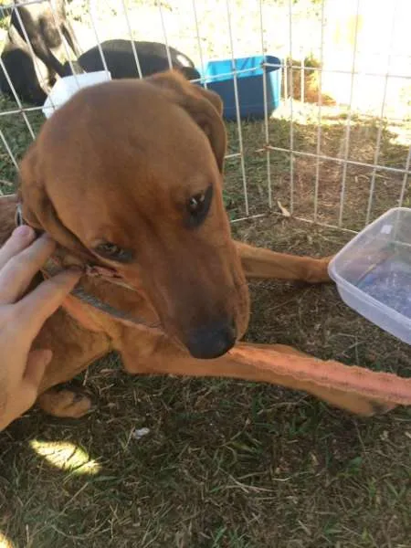 Cachorro ra a Vira - lata idade 2 a 6 meses nome Temporário Thor