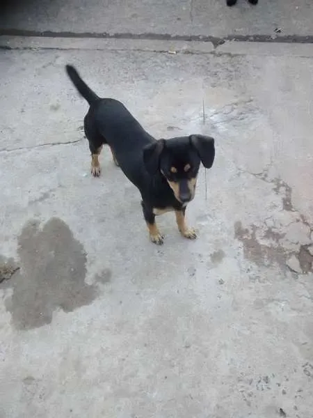 Cachorro ra a Basset-Cofap idade 1 ano nome Pretinha