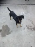 Pretinha