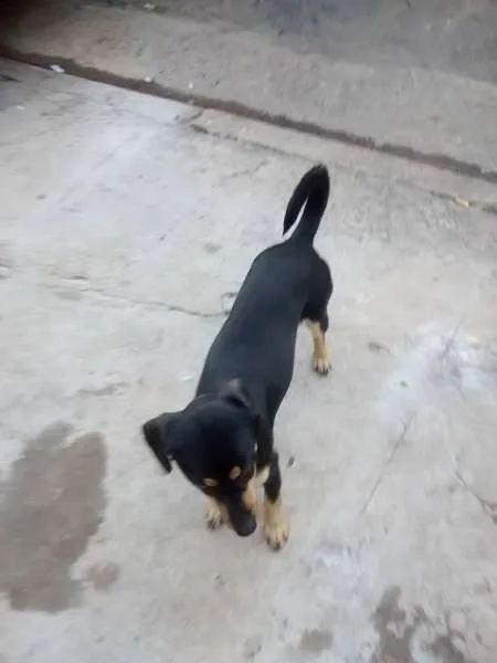 Cachorro ra a Basset-Cofap idade 1 ano nome Pretinha