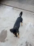Pretinha