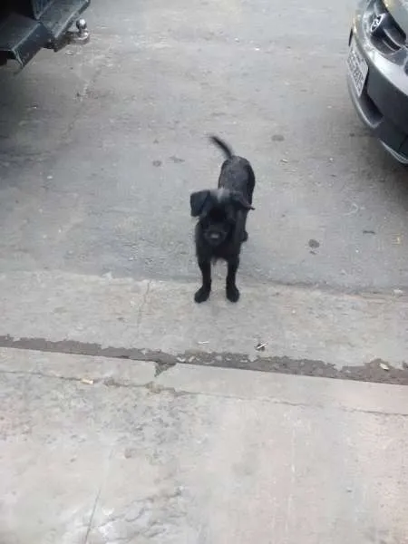 Cachorro ra a SRD idade 1 ano nome Dentinho