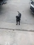 Dentinho