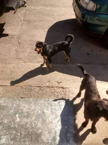 Cachorro ra a SRD idade 1 ano nome Dentinho