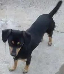 Cachorro raça Basset-Cofap idade 1 ano nome Pretinha