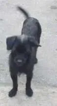 Cachorro ra a SRD idade 1 ano nome Dentinho