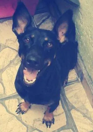 Cachorro ra a Pinscher com salsicha idade 1 ano nome Paty