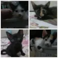 gatinhos