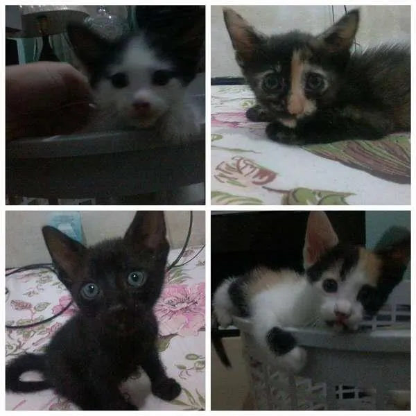 Gato ra a SRD idade Abaixo de 2 meses nome gatinhos