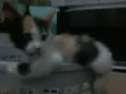 gatinhos