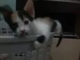 gatinhos