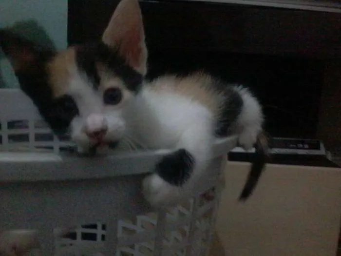 Gato ra a SRD idade Abaixo de 2 meses nome gatinhos