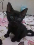 gatinhos