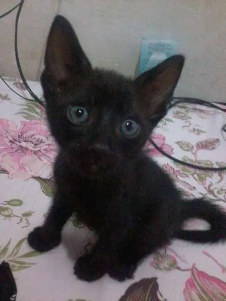 Gato ra a SRD idade Abaixo de 2 meses nome gatinhos