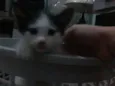 gatinhos