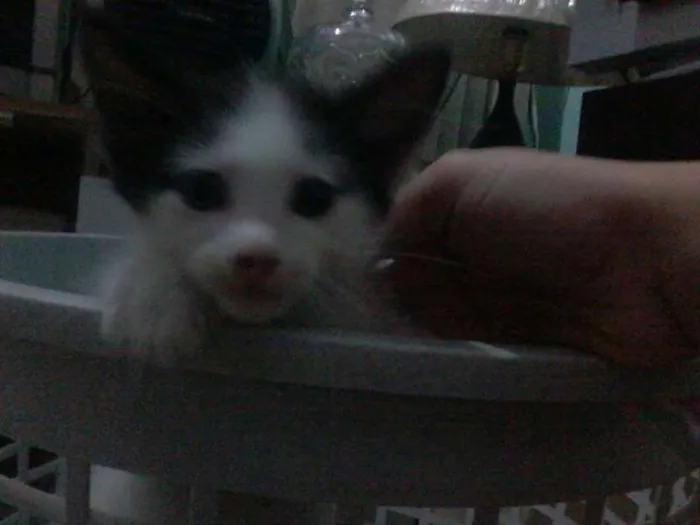 Gato ra a SRD idade Abaixo de 2 meses nome gatinhos