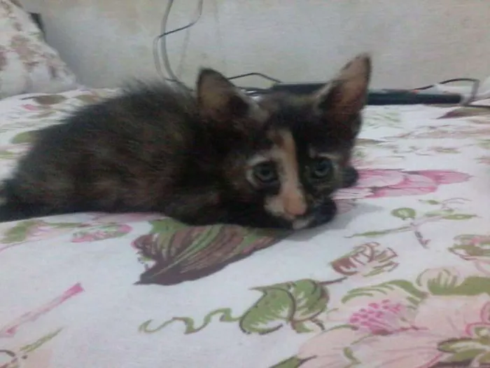 Gato ra a SRD idade Abaixo de 2 meses nome gatinhos