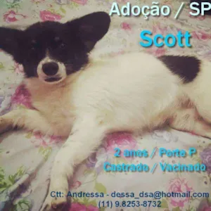 Cachorro raça SRD idade 2 anos nome Scott