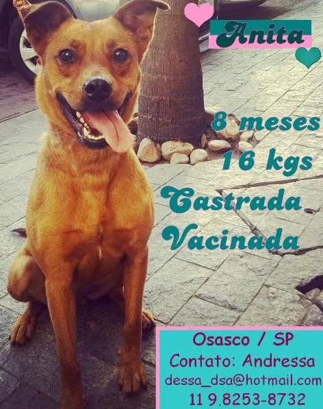 Cachorro ra a SRD idade 7 a 11 meses nome Anita