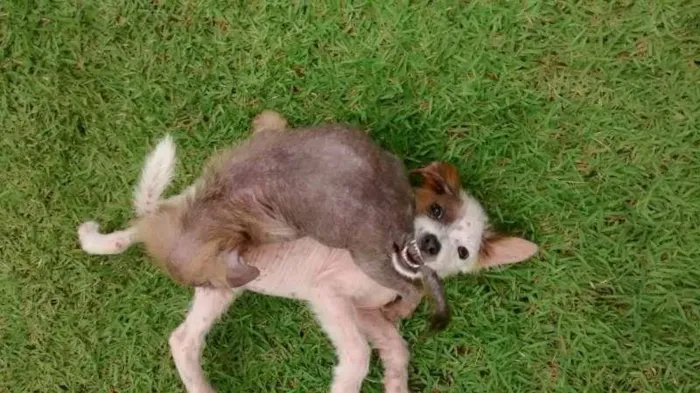 Cachorro ra a Indefinida idade Abaixo de 2 meses nome Ayka