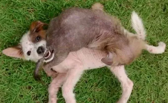 Cachorro ra a Indefinida idade Abaixo de 2 meses nome Ayka