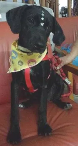 Cachorro raça SRD idade 2 a 6 meses nome Peppa