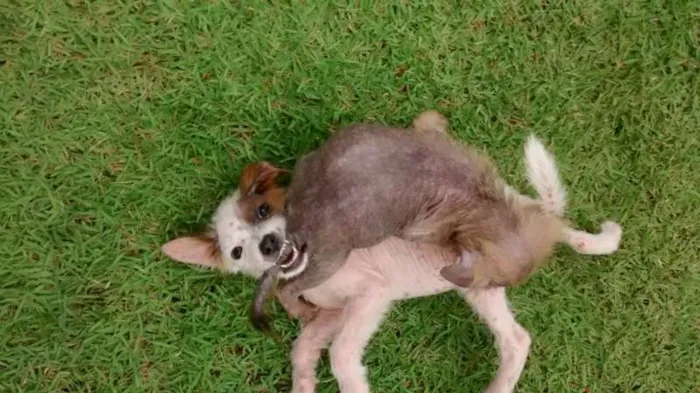 Cachorro ra a Indefinida idade Abaixo de 2 meses nome Ayka