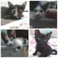 gatinhos