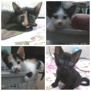 Gato raça SRD idade Abaixo de 2 meses nome gatinhos