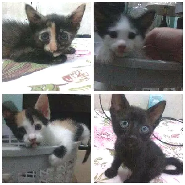 Gato ra a SRD idade Abaixo de 2 meses nome gatinhos