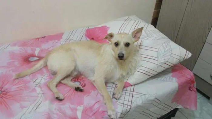 Cachorro raça vira lata idade 3 anos nome Sheick