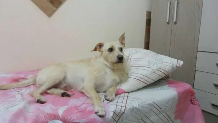 Cachorro raça vira lata idade 3 anos nome Sheick