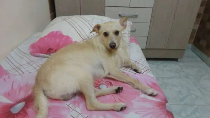 Cachorro raça vira lata idade 3 anos nome Sheick