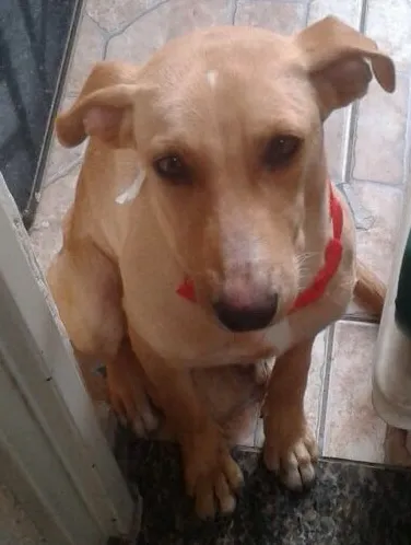 Cachorro ra a SRD idade 7 a 11 meses nome Phina